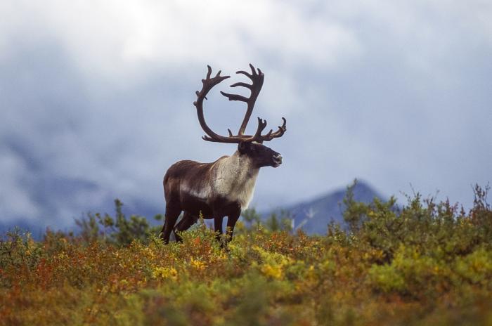 Caribou